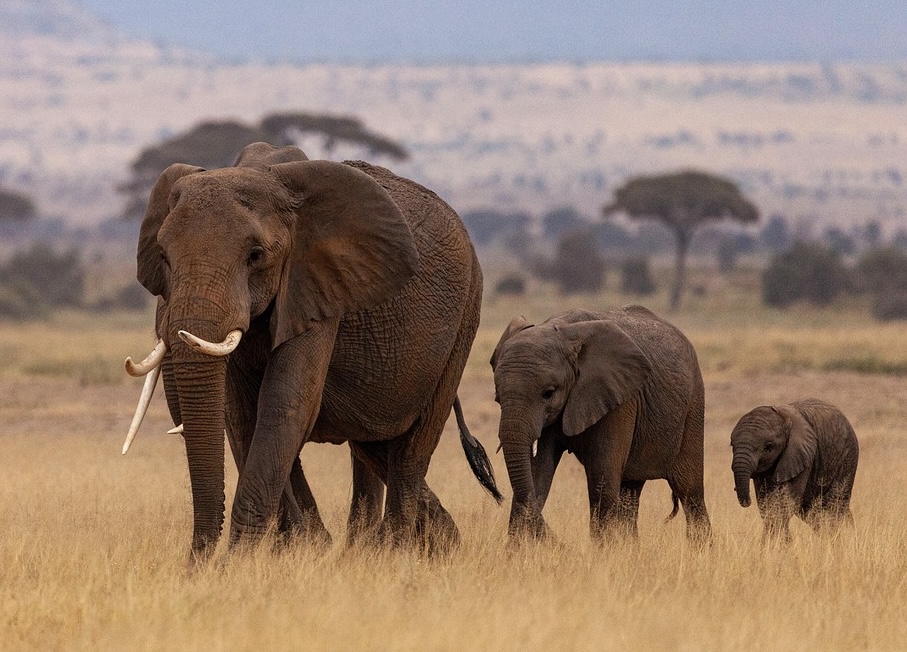 Kenya